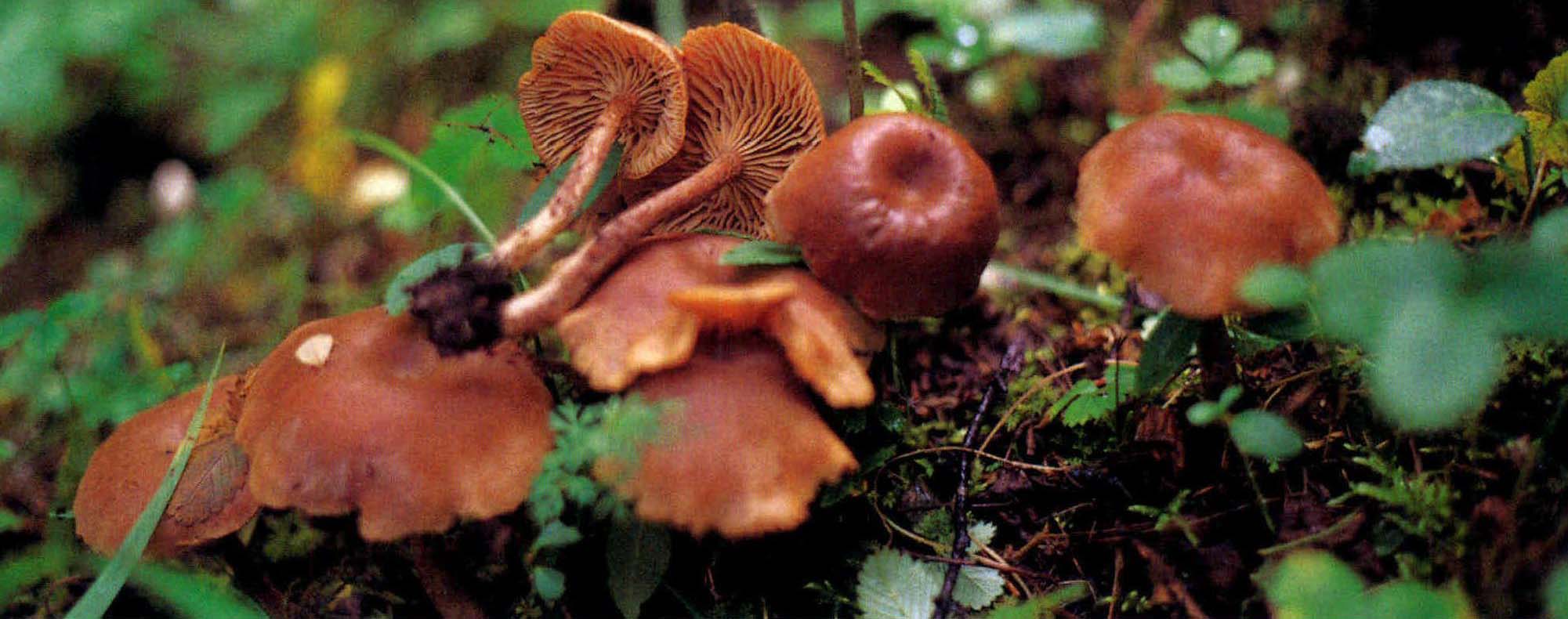 Rhodocybe caelata (Fr.) Maire